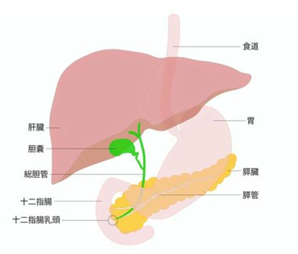 肝胆膵外科