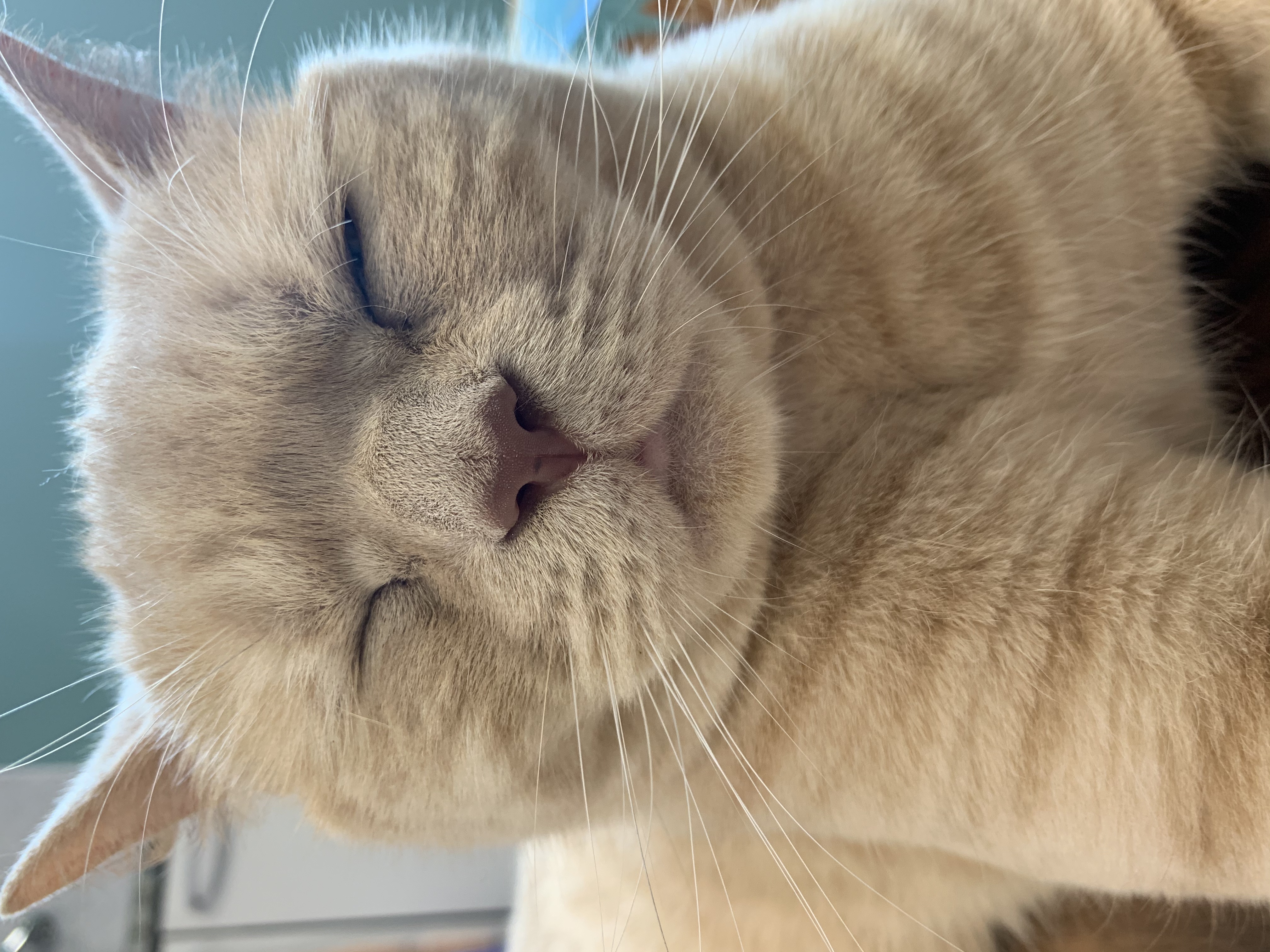猫の健康を守るために知っておきたい、くしゃみのサイン