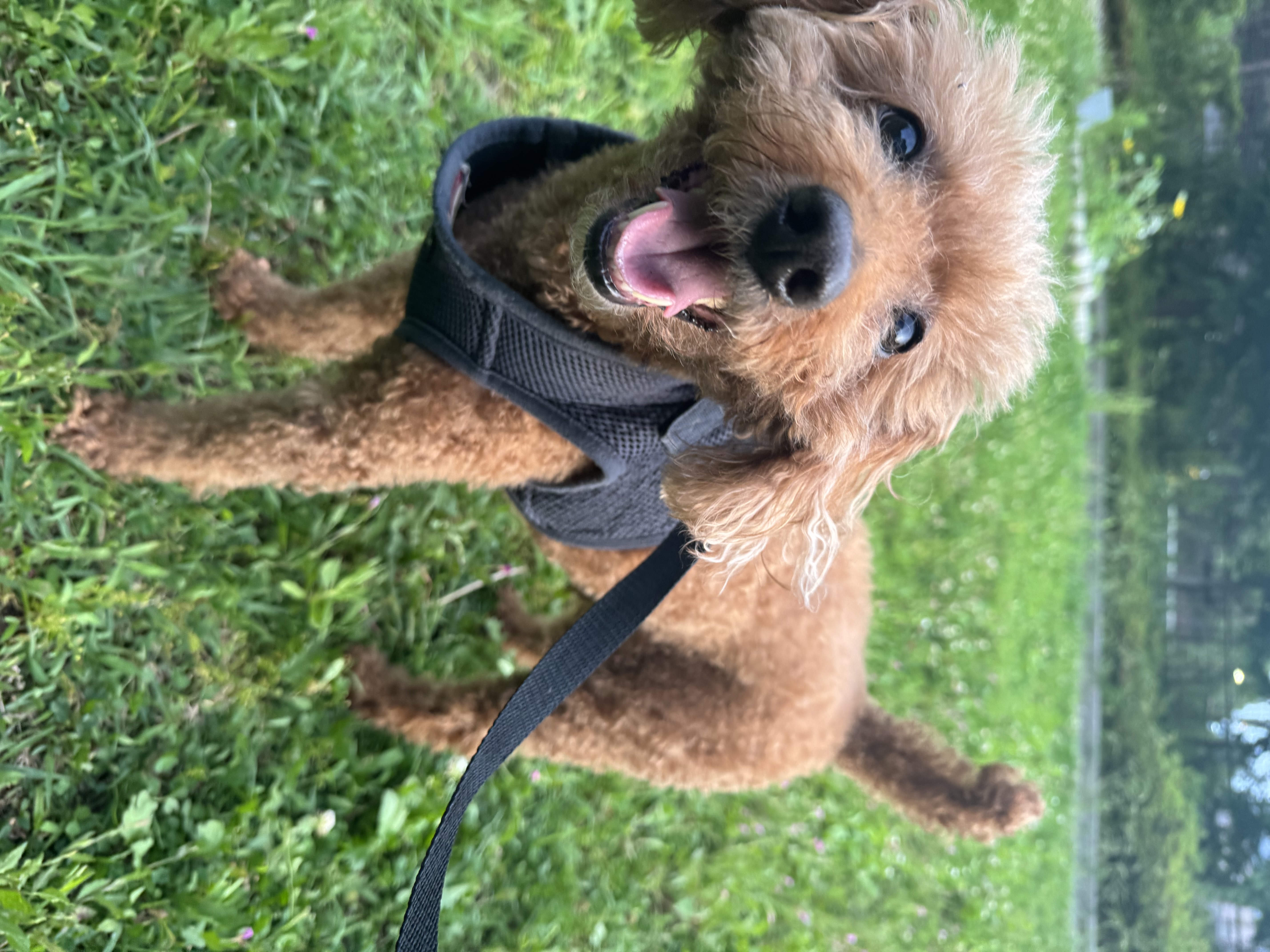 犬と猫の歯を守る！愛するペットのための歯みがき法