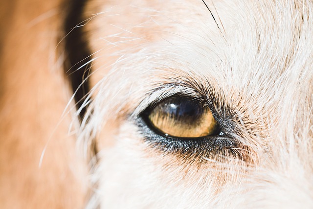 あなたの愛犬・愛猫の視界を守るために、ぶどう膜炎を理解しましょう！