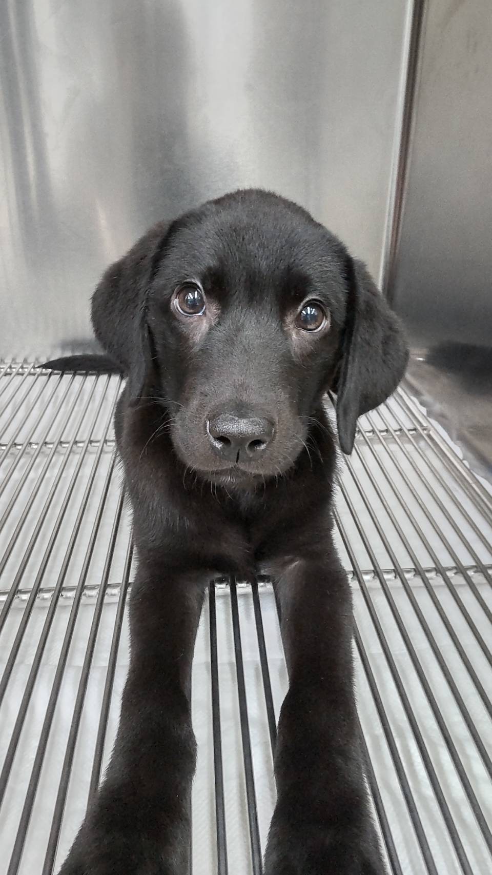 愛犬の健康を守るための知識を身につけよう！