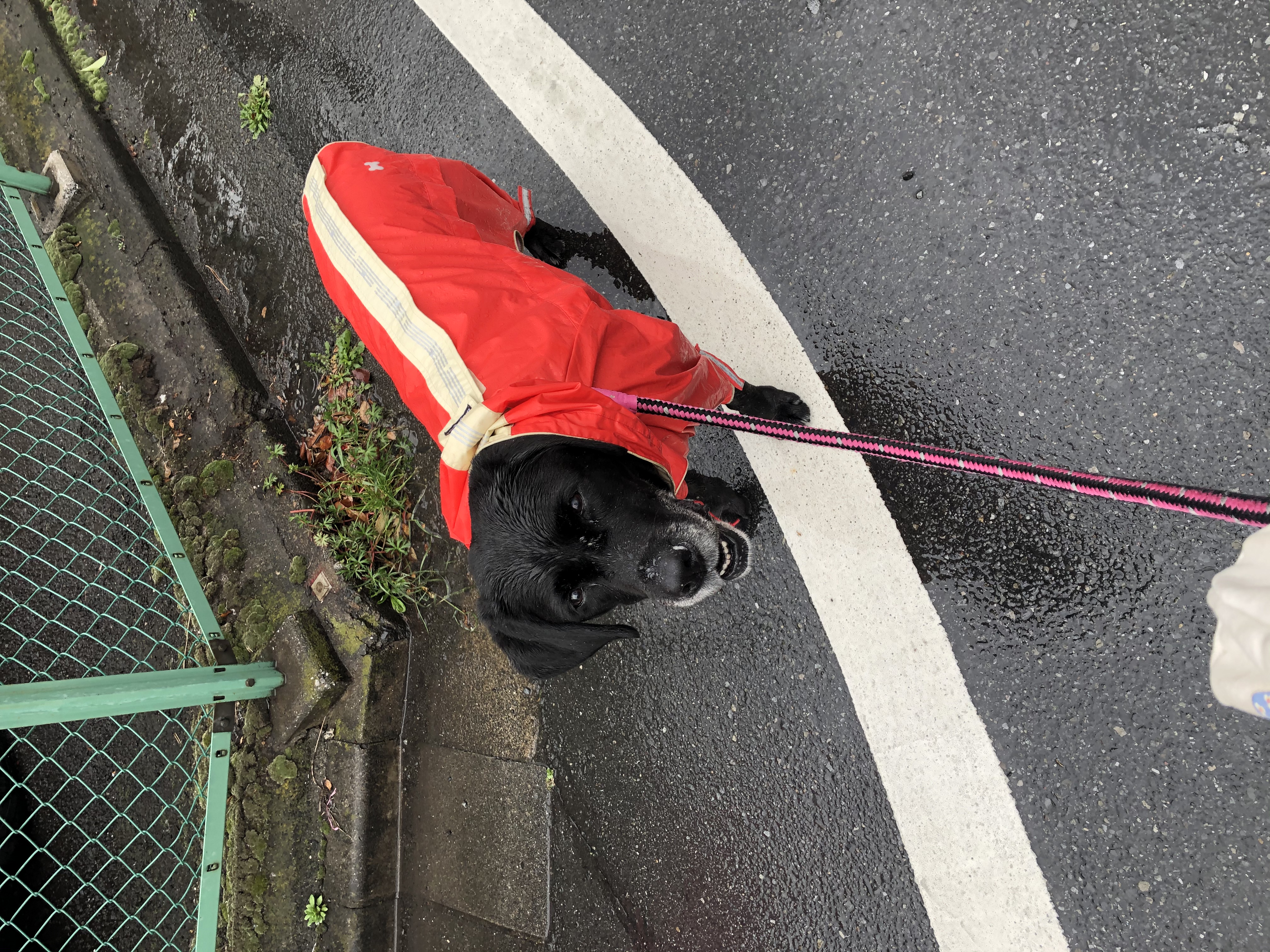 黄疸と心臓病の関係