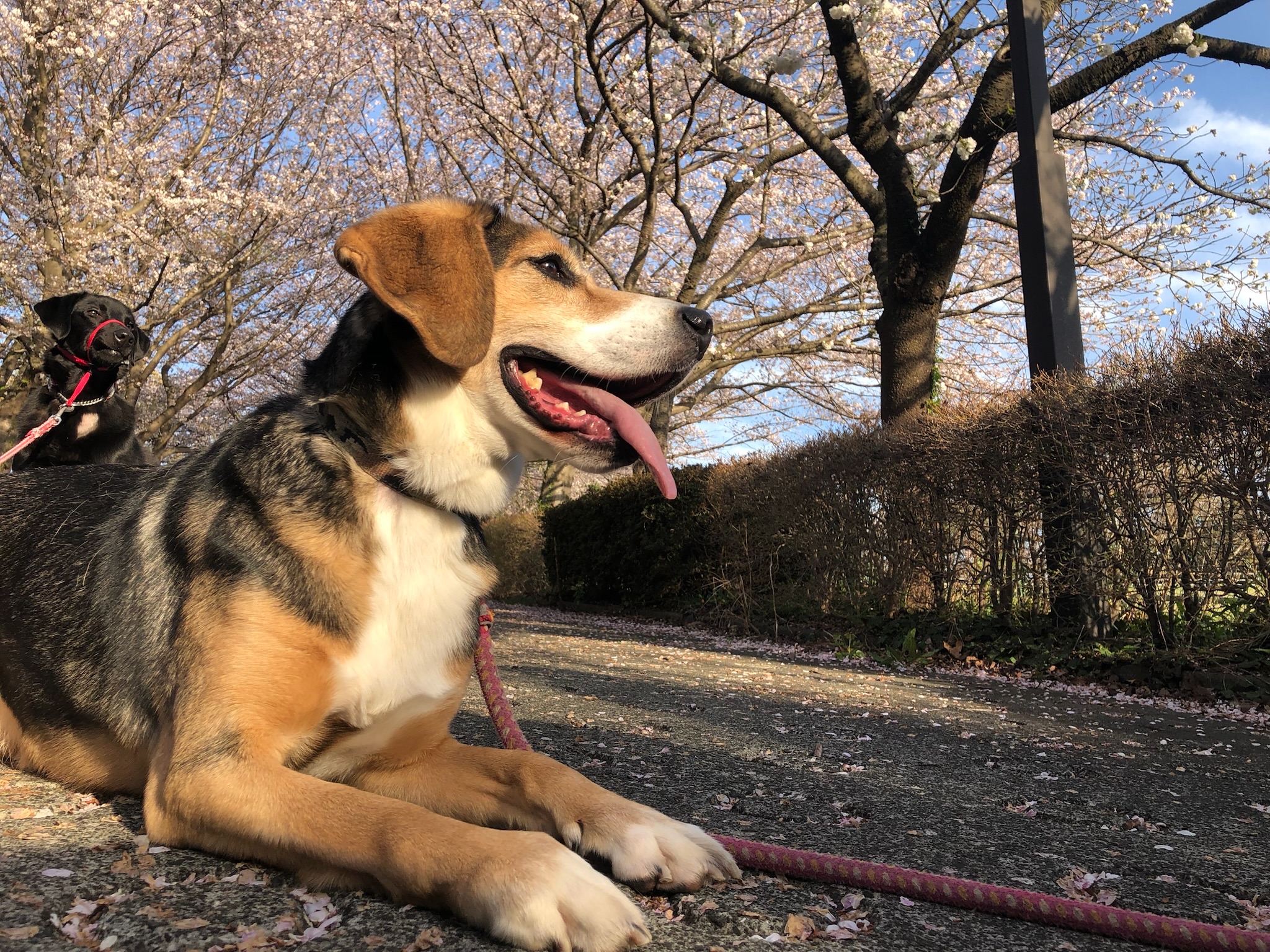 呼吸器疾患について知識を深める