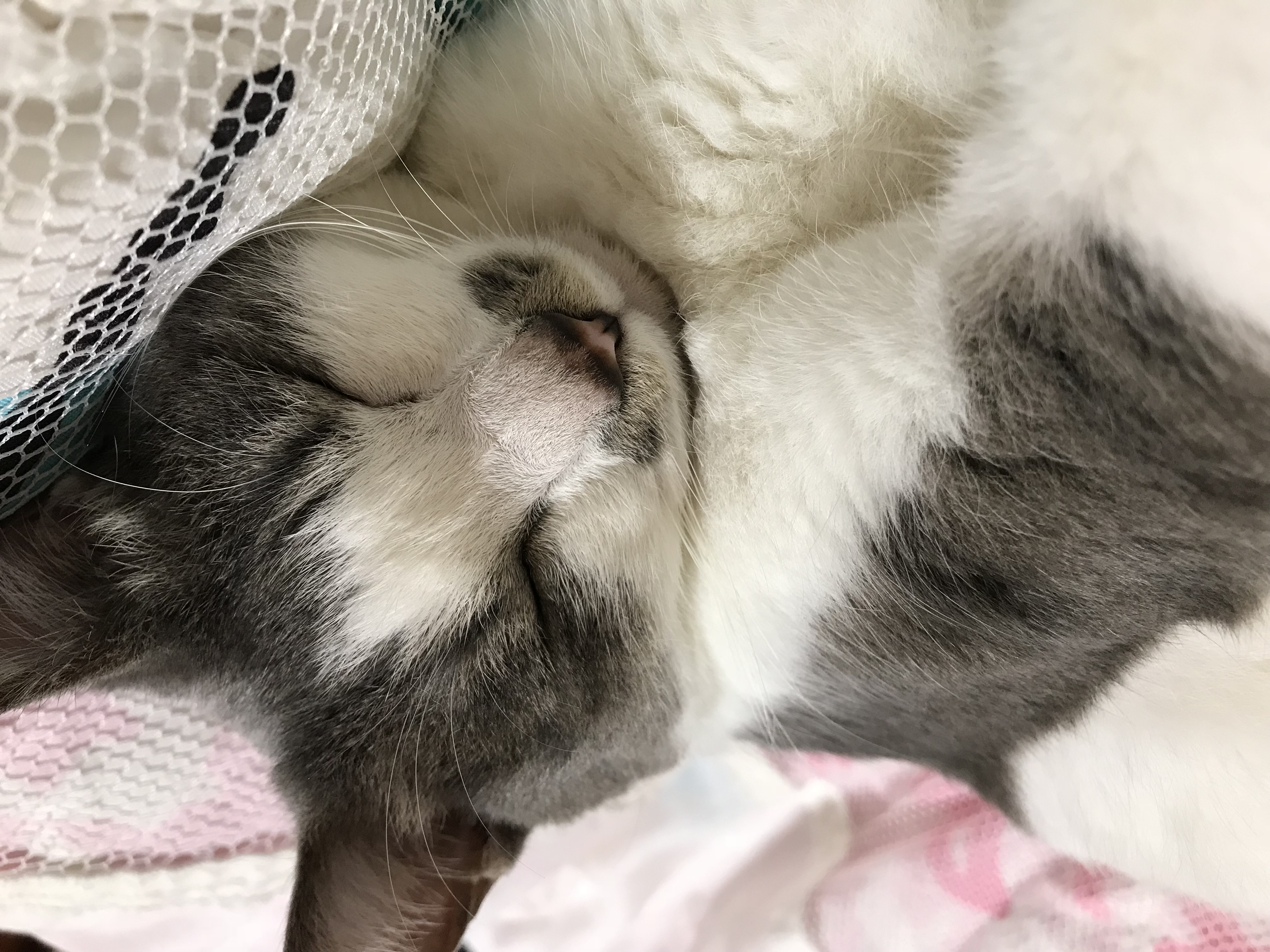 愛するペットの健康を守るために、肝リピドーシスを見逃すな！