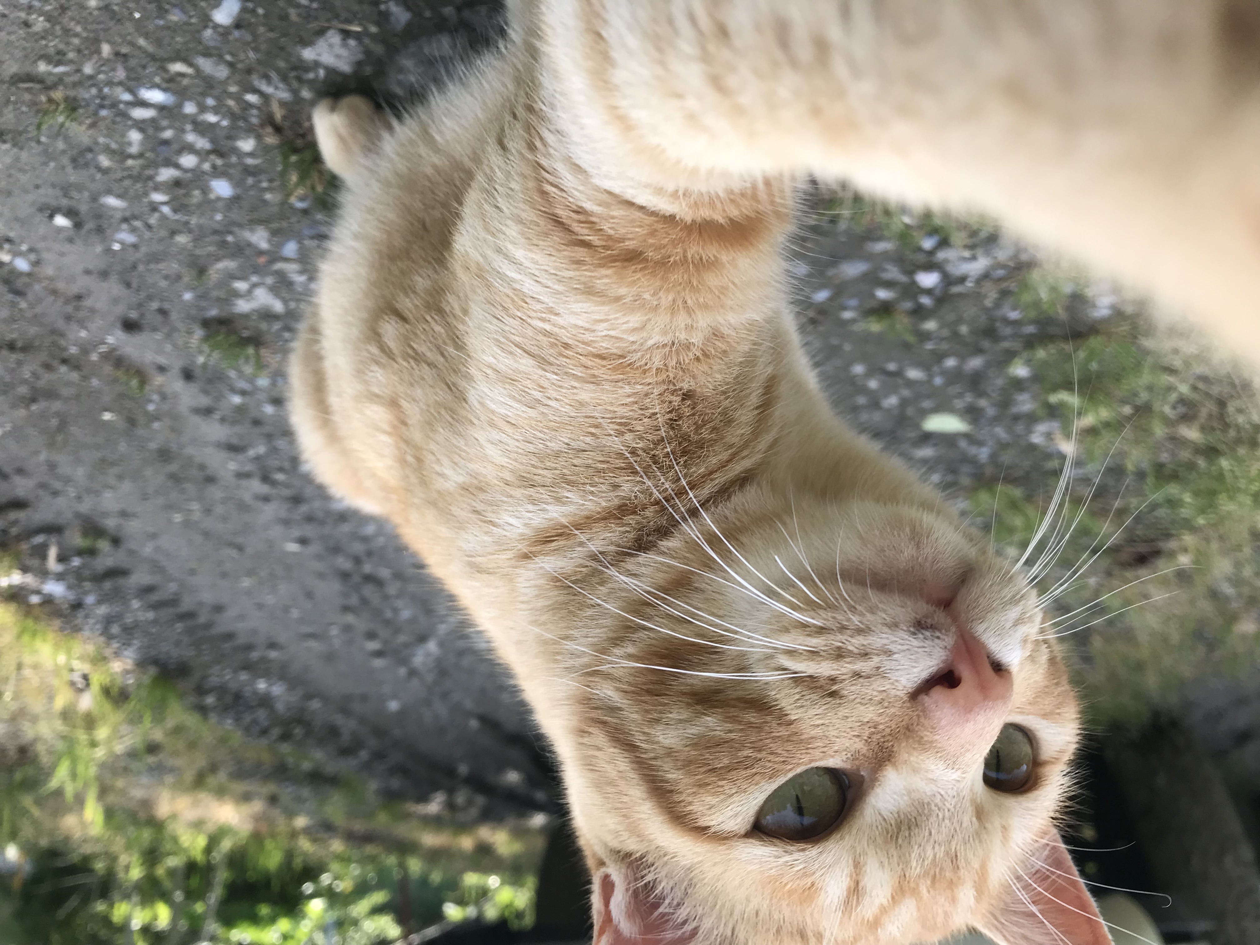 肝リピドーシスの症状