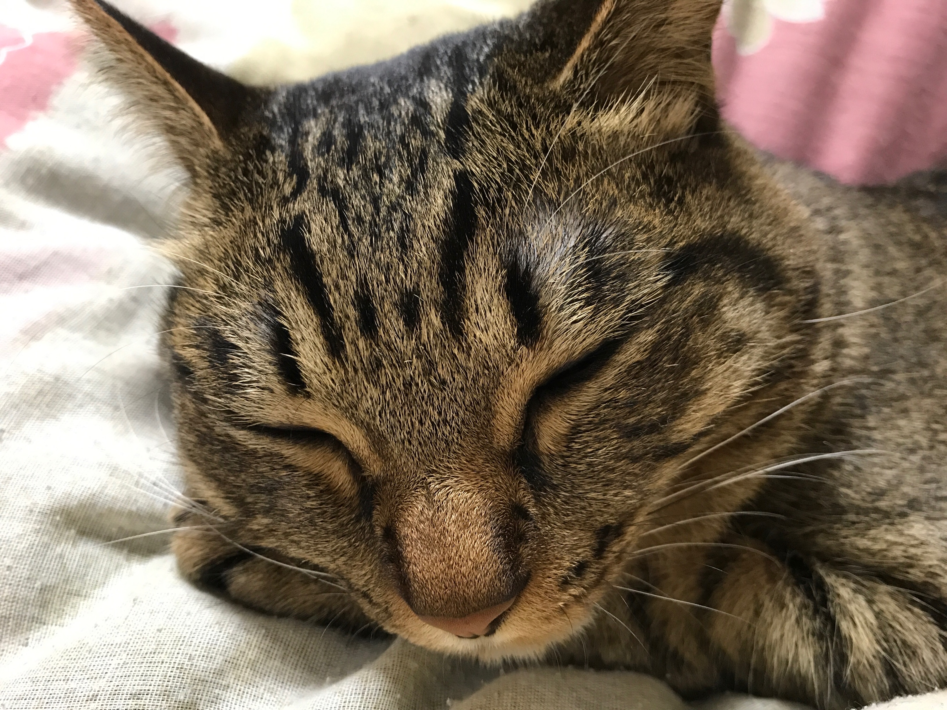 予防法とワクチンの重要性